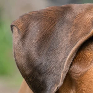 Boxer — ears