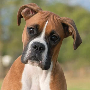 Boxer — alert