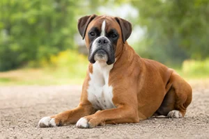 Boxer — lying down