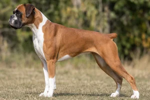 Boxer dog