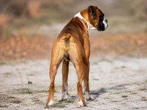 Boxer — rear
