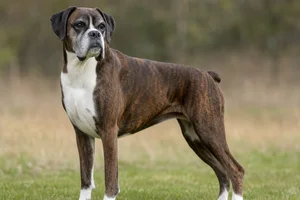 Boxer — senior