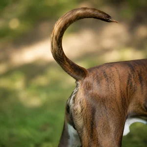 Boxer — tail