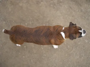 Boxer — top