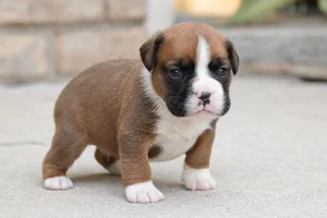 Boxer — young puppy (~1 mo)