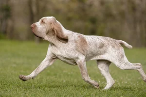 Bracco Italiano — running