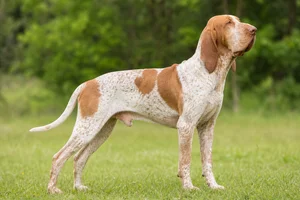 Bracco Italiano — adult
