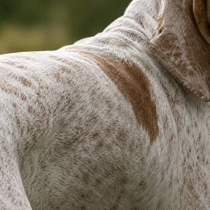 Bracco Italiano — coat texture