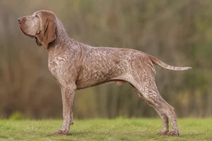 Bracco Italiano — Chestnut roan coat