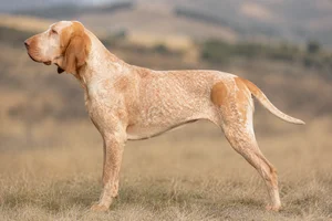 Bracco Italiano — Orange roan coat