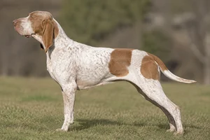 Bracco Italiano — White and chestnut coat
