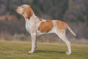 Bracco Italiano — White and orange coat