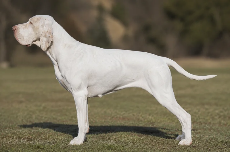 Bracco Italiano — White coat