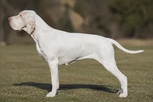 Bracco Italiano — White coat