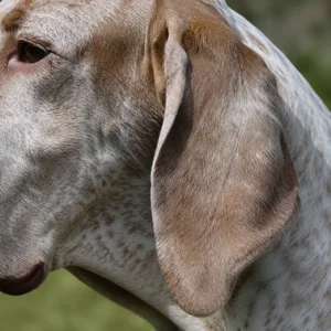 Bracco Italiano — ears