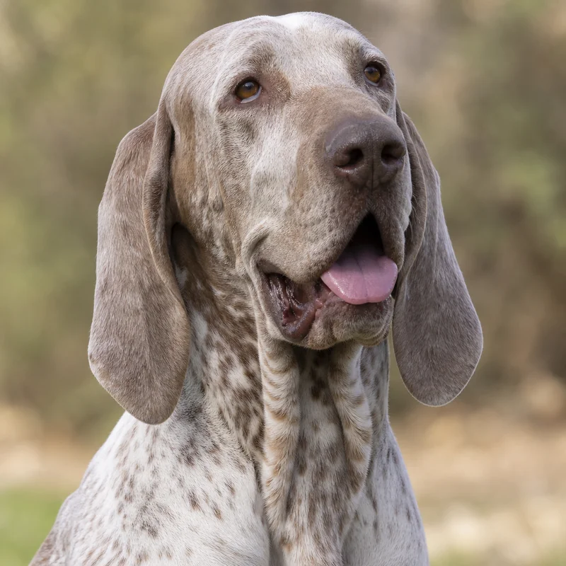 Bracco Italiano — happy