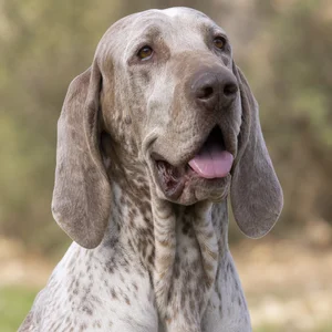 Bracco Italiano — happy