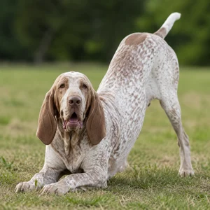 Bracco Italiano — playful