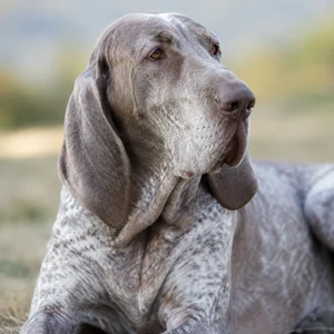 Bracco Italiano — relaxed