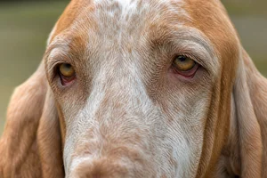 Bracco Italiano — eyes
