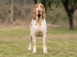 Bracco Italiano — front