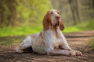 Bracco Italiano — lying down
