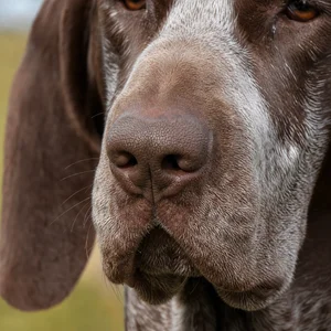 Bracco Italiano — nose