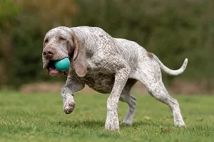 Bracco Italiano — playing