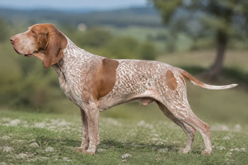 Bracco Italiano — side