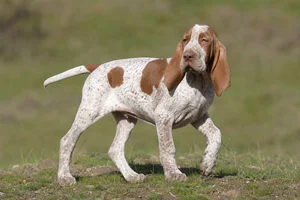 Bracco Italiano — puppy (~4 mo)