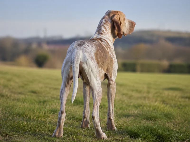 Bracco Italiano — rear