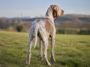 Bracco Italiano — rear