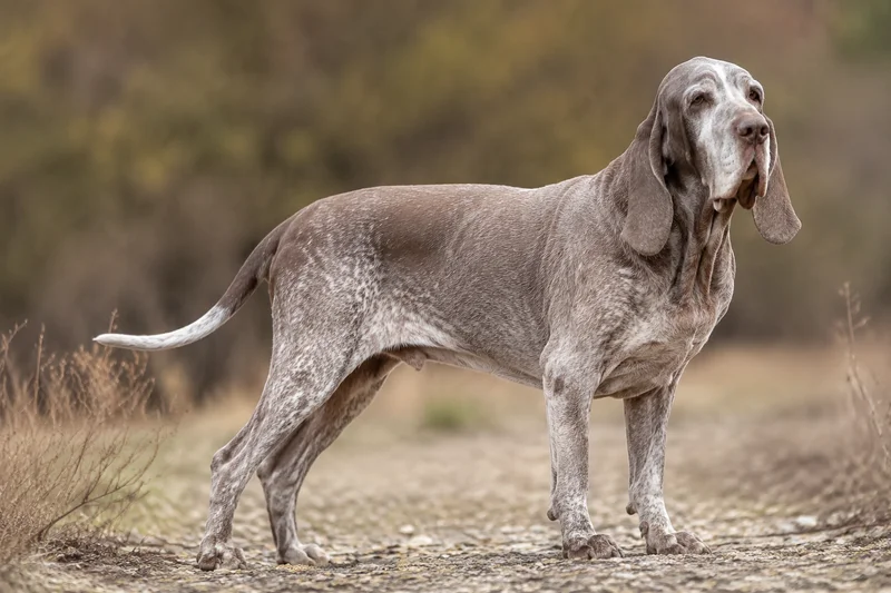 Bracco Italiano — senior