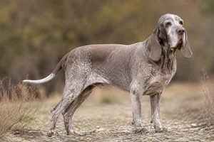 Bracco Italiano — senior