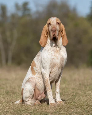 Bracco Italiano — sitting