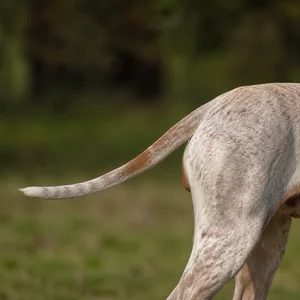 Bracco Italiano — tail