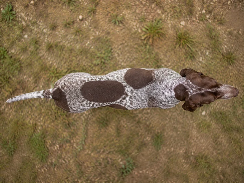 Bracco Italiano — top