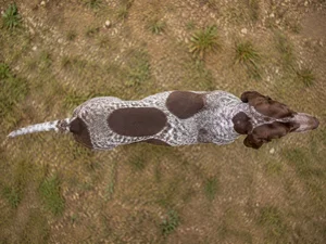 Bracco Italiano — top