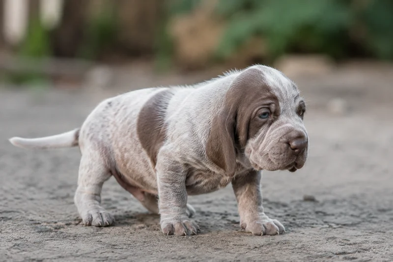 Bracco Italiano — young puppy (~1 mo)