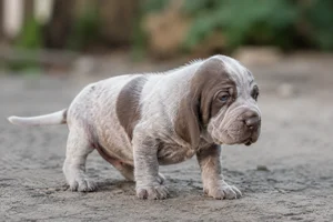 Bracco Italiano — young puppy (~1 mo)