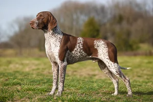 Braque Francais, Gascogne Type — adult