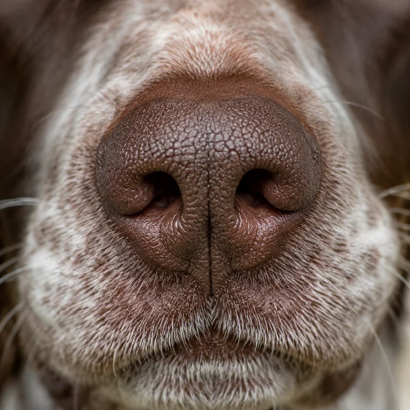 Braque Francais, Gascogne Type — nose
