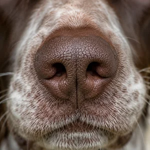 Braque Francais, Gascogne Type — nose