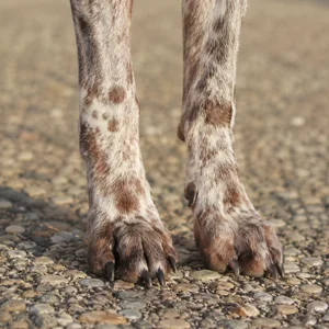 Braque Francais, Gascogne Type — paws