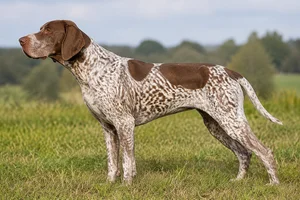 Braque Francais, Gascogne Type dog