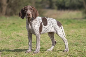 Braque Francais, Gascogne Type — puppy (~4 mo)