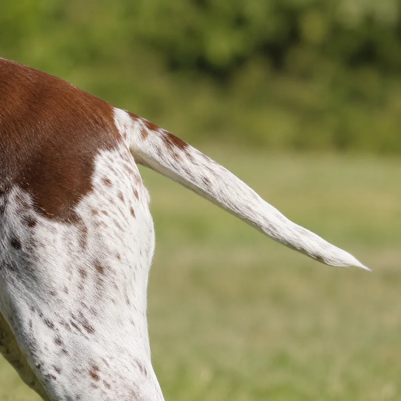 Braque Francais, Gascogne Type — tail