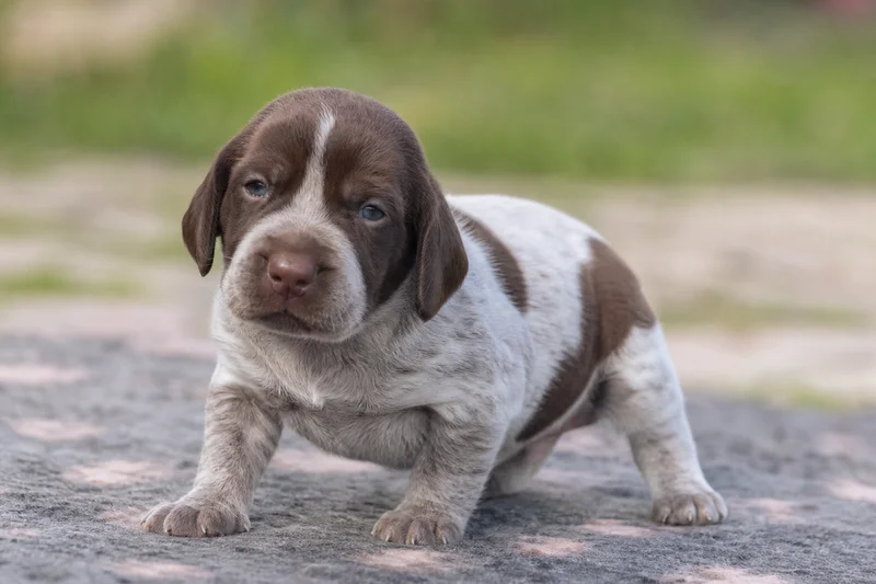 Braque Francais, Gascogne Type — young puppy (~1 mo)