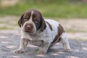 Braque Francais, Gascogne Type — young puppy (~1 mo)