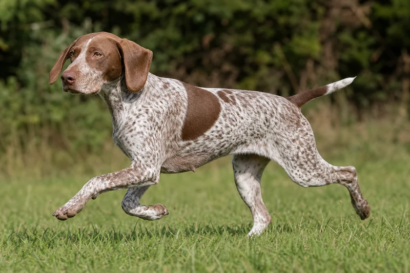 Braque Francais, Pyrenean Type — running